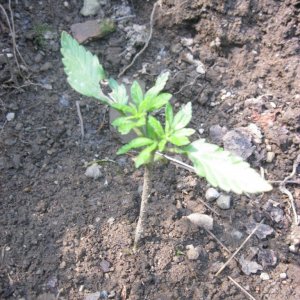 Outdoor seedlings