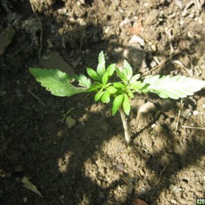 Outdoor seedlings