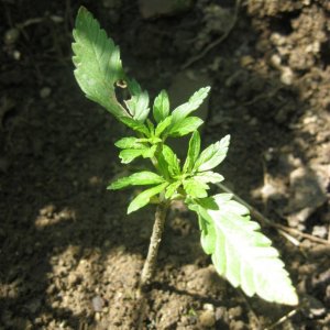 Outdoor seedlings