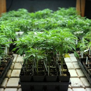 Cannabis Clones