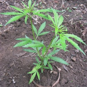 Outdoor seedlings / guerilla grow