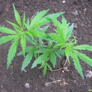 Outdoor seedlings / guerilla grow