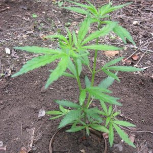 Outdoor seedlings / guerilla grow