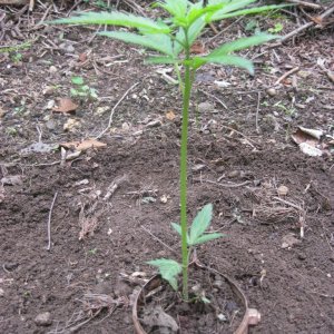 Outdoor seedlings / guerilla grow