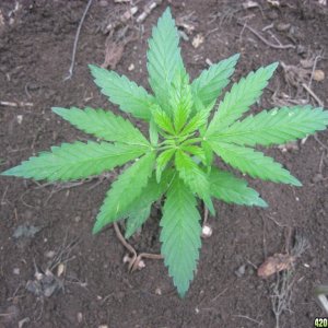 Outdoor seedlings / guerilla grow