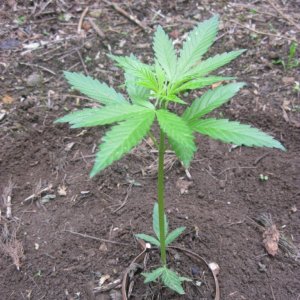 Outdoor seedlings / guerilla grow