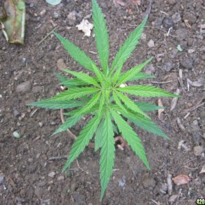 Outdoor seedlings / guerilla grow