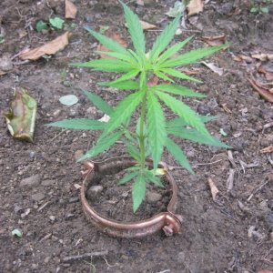 Outdoor seedlings / guerilla grow