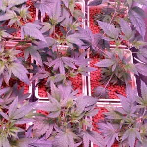 reserva privada og #18 1200w LED (560w actual consumption) dutch pot hydro