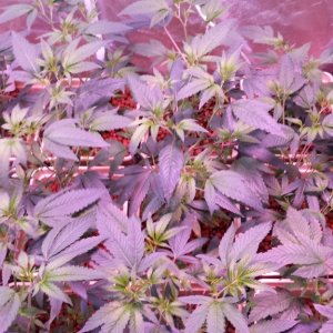 reserva privada og #18 1200w LED (560w actual consumption) dutch pot hydro