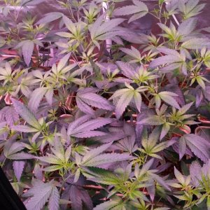 reserva privada og #18 1200w LED (560w actual consumption) dutch pot hydro