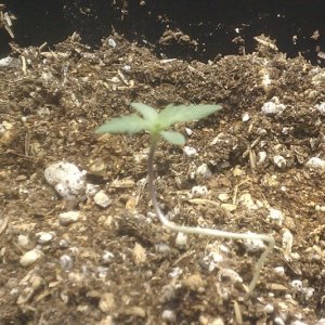 seedling closeup