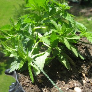 Green Crack under LST