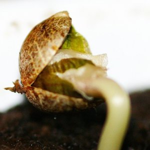 Hemp Sprout