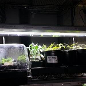 grow room