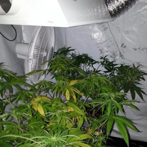 grow room