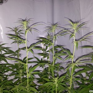 grow room