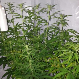 grow room