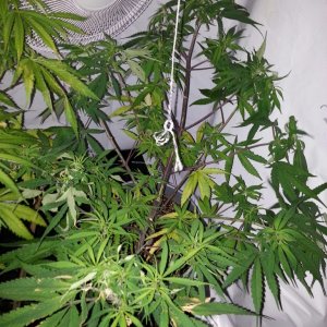 grow room