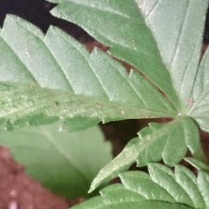 Leaf discoloration/disfigured