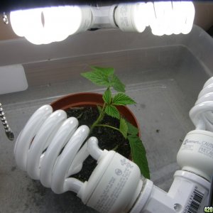 Grow Room - Cfl - Sour Diesel & Southside flame