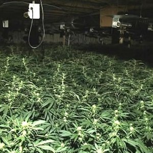 Indoor Cannabis Grow