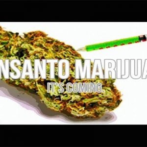 Monsanto Cannabis