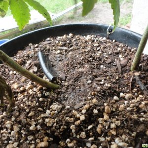 Two plants in the same pot, one is a male and the other?