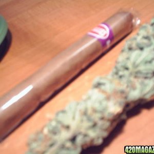 bluntbud