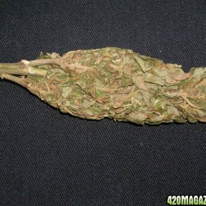 Nicce Exotic bud