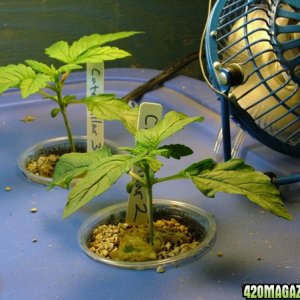 Grow Journal updates