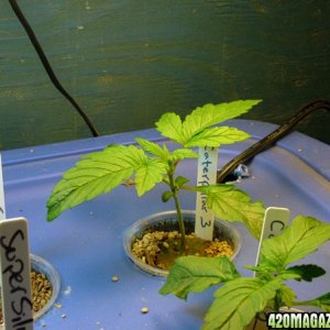 Grow Journal updates