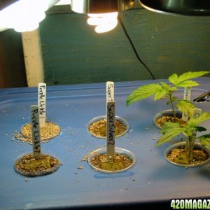 Grow Journal updates