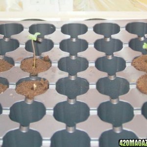 seedlings8