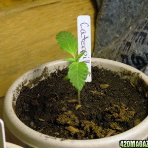 Grow Journal updates