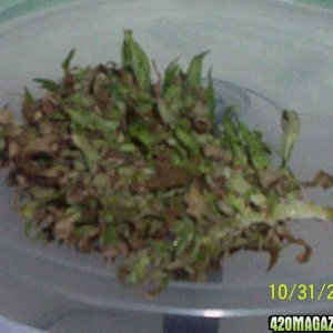 Bermuda Bud Greens