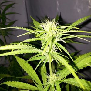 White Widow, Carmelicious in Flower