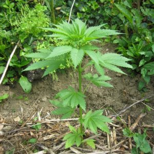 Outdoor plants / Middle veg / Guerilla / Italy