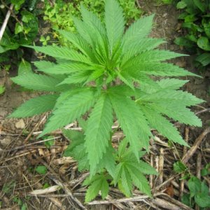 Outdoor plants / Middle veg / Guerilla / Italy