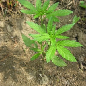 Outdoor plants / Middle veg / Guerilla / Italy