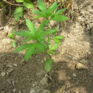 Outdoor plants / Middle veg / Guerilla / Italy