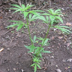 Outdoor plants / Middle veg / Guerilla / Italy