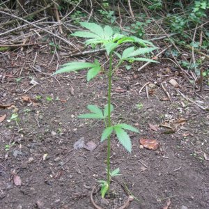 Outdoor plants / Middle veg / Guerilla / Italy