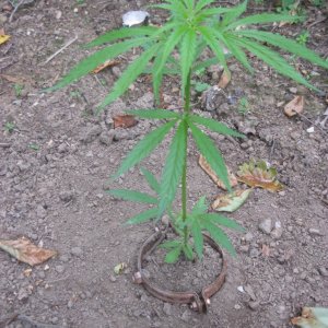 Outdoor plants / Middle veg / Guerilla / Italy