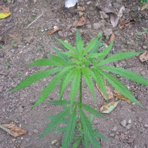 Outdoor plants / Middle veg / Guerilla / Italy