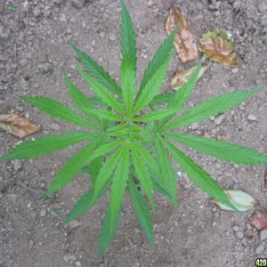 Outdoor plants / Middle veg / Guerilla / Italy