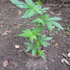 Outdoor plants / Middle veg / Guerilla / Italy