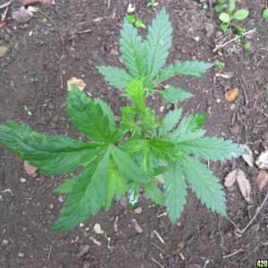 Outdoor plants / Middle veg / Guerilla / Italy