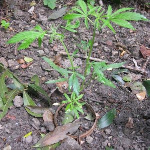 Outdoor plants / Middle veg / Guerilla / Italy