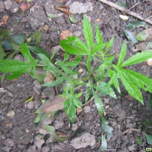 Outdoor plants / Middle veg / Guerilla / Italy